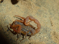 Aegaeobuthus gibbosus