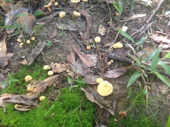 Cantharellus tabernensis