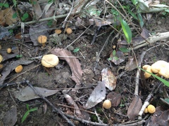 Cantharellus tabernensis