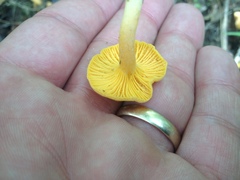 Cantharellus tabernensis