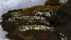 Henningsomyces