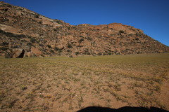 Oncosiphon grandiflorus