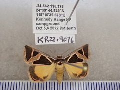 Xenogenes gloriosa