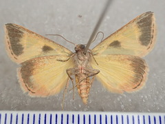 Xenogenes gloriosa