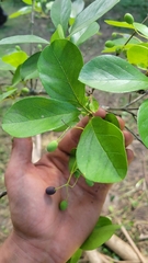 Chionanthus