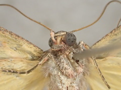 Xenogenes gloriosa