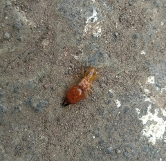 Macrotermes gilvus