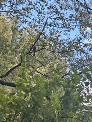 Anthornis melanura