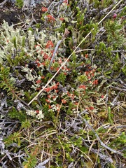 Cladonia bellidiflora