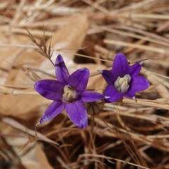 Brodiaea coronaria