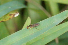 Toxomerus floralis