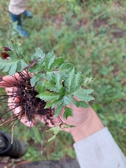 Doryopteris concolor