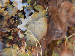 Platismatia norvegica
