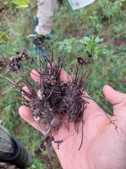 Doryopteris concolor