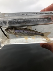 Cyprinella spiloptera