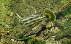 Meuschenia trachylepis