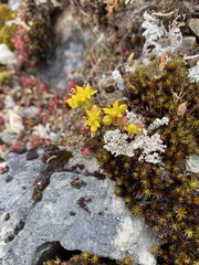 Sedum divergens