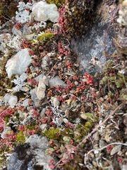 Sedum divergens