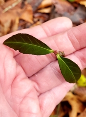 Euonymus americanus