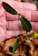 Euonymus americanus