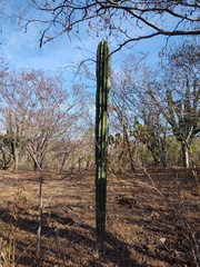 Pachycereus pecten-aboriginum