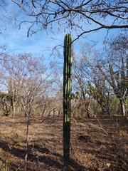 Pachycereus pecten-aboriginum