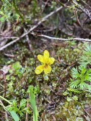 Viola orbiculata
