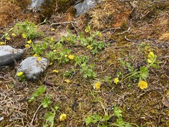 Ranunculus eschscholtzii
