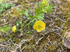 Ranunculus eschscholtzii