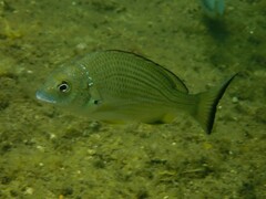 Acanthopagrus australis