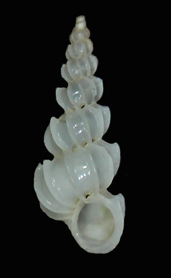 Epitonium hindsii