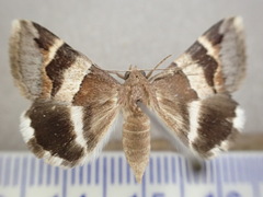 Grammodes diagarmma