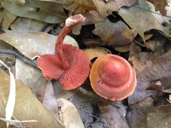 Cortinarius marylandensis