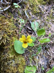 Viola orbiculata