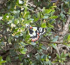 Delias aganippe