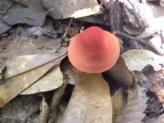 Cortinarius marylandensis