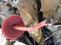 Cortinarius marylandensis