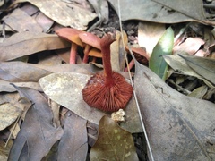 Cortinarius marylandensis