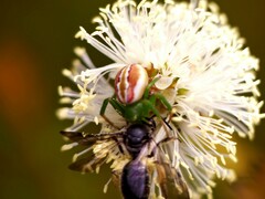 Australomisidia rosea
