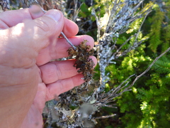 Tuckermanopsis chlorophylla