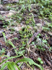 Anticlea occidentalis