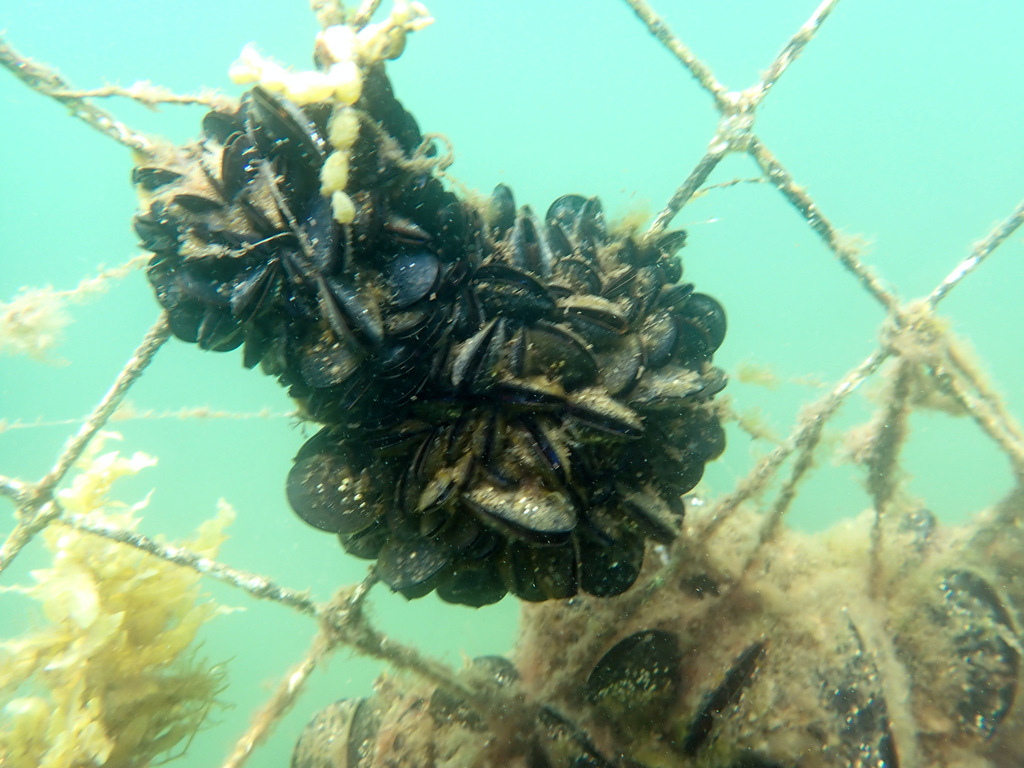 Black Mussels from Sydney NSW, Australia on December 16, 2020 at 1205