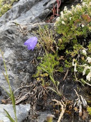 Campanula lasiocarpa