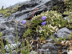 Campanula lasiocarpa