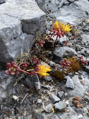 Sedum oreganum