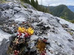 Sedum oreganum