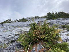 Cupressus nootkatensis