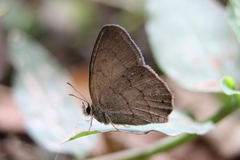 Cissia