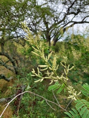 Senegalia bonariensis