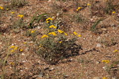 Oncosiphon grandiflorus